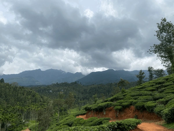 Coorg Coffee Plantations