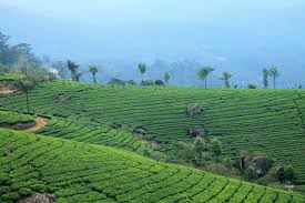 Munnar Tea Plantations